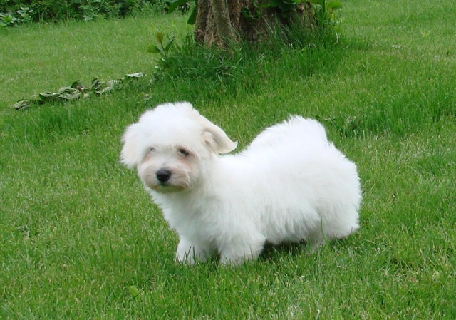 Male available